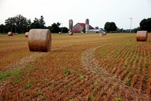 Make Hay